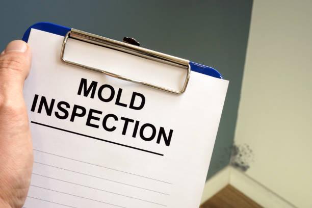 Best Industrial Mold Remediation  in Ddleville, MI